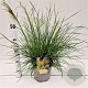 Deschampsia cesp. 'Palava' 40-60 cm 4,0L