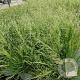 Deschampsia cesp. 'Palava' 40-60 cm 4,0L