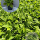 Digitalis purp. 'Alba' GM 2,0L