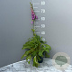 Digitalis purp. 'Gloxiniiflora' GM 2,0L