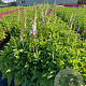 Digitalis purpurea GM 2,0L