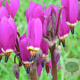 Dodecatheon pulchellum 'Red Wings' GM P9