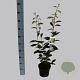 Elaeagnus ebbingei 40-50 cm 3,0L