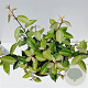 Elaeagnus ebbingei 50-60 cm 7,5L