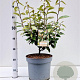 Elaeagnus ebbingei 50-60 cm 7,5L