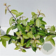 Elaeagnus ebbingei 50-60 cm 7,5L