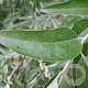 Elaeagnus umbell. 'Serinus' 60-80 cm 2,0L