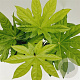 Fatsia japonica 30-40 cm 2,0L