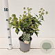 Hedera hel. 'Zorgvlied' 20-30 cm 2,5L