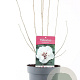 Hibiscus syr. 'Speciosus' 40-50 cm 3,0L