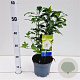 Hibiscus syr. 'Totus Albus' 40-50 cm 3,0L