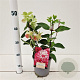 Hydrangea pan. Diamand Rouge 25-30 cm 2,5L