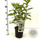 Hydrangea pan. 'Levana' 40-50 cm 2,5L