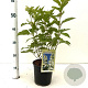 Hydrangea pan. 'Levana' 40-50 cm 2,5L