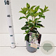 Hydrangea pan. 'White Lady' 30-40 cm 2,5L