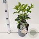 Hydrangea pan. 'White Lady' 30-40 cm 2,5L