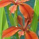 Iris fulva GM P9 leverbaar