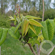 Juglans ailant. 'Campbell CW4' 30 cm op 6L