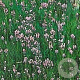 Lavandula ang. 'Rosea' GM P9
