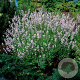 Lavandula ang. 'Rosea' GM P9