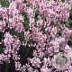 Lavandula ang. 'Rosea' GM P9