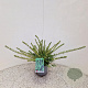 Lonicera nit. 'Elegant' 30-40 cm C1.5