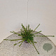 Lonicera nit. 'Elegant' 30-40 cm C1.5