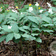 Maianthemum japonicum GM P9