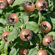 Mespilus g. 'Bredase Reus' 125-150 cm 10L