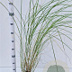 Miscanthus sin. 'Gracillimus' 40-50 cm 2,5L
