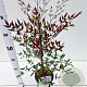Nandina d. Summer Sunset 40-50 cm 2,5L