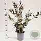Osmanthus heter. 'Purpureus' 25-30 cm 2,5L