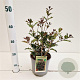 Osmanthus heter. 'Purpureus' 25-30 cm 2,5L