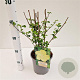 Pavonia praemorsa 20-30 cm 2,5L