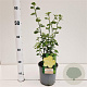 Pavonia praemorsa 20-30 cm 2,5L