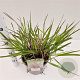 Panicum virgatum 'Squaw' 30-40 cm 4,0L