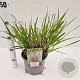 Panicum virgatum 'Squaw' 30-40 cm 4,0L
