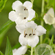 Penstemon 'White Bedder' GM P9