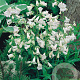 Penstemon 'White Bedder' GM P9
