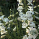 Penstemon 'White Bedder' GM P9