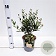 Phillyrea angustifolia 40-50 cm 2,5L