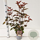 Physocarpus opulif. Lady in Red 30-40 cm 2,5L