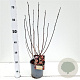 Physocarpus opulif. Lady in Red 30-40 cm 2,5L