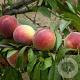 Prunus persica 150-175 cm 10L