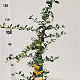 Pyracantha 'Soleil d'Or' 80-100 cm 2,5L