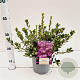 Rhododendron (AJ) Geisha Purple 20-30 cm 2,5L