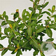 Salix gracilistyla 'Mt. Aso' 40-50 cm 2,5L