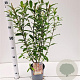 Salix gracilistyla 'Mt. Aso' 40-50 cm 2,5L