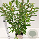 Salix gracilistyla 'Mt. Aso' 40-50 cm 2,5L