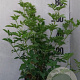 Sambucus nigra 60-80 cm 10L